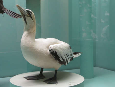 Peabody Museum of Natural History New Havenのeditorial素材