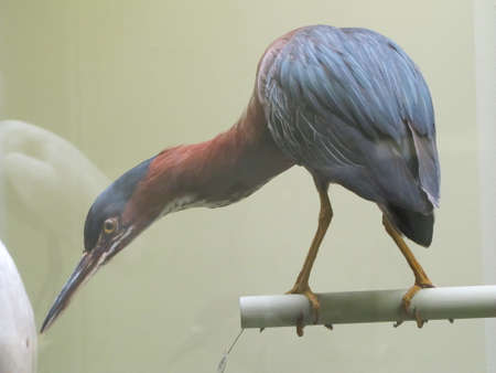 Peabody Museum of Natural History New Havenのeditorial素材