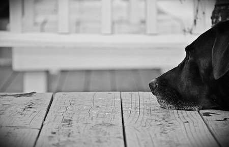 Black Lab Resting on Porchの写真素材