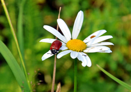 camomile