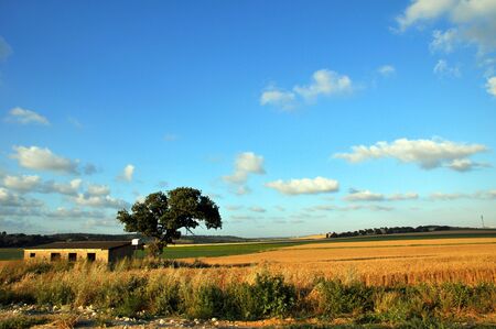 Barn House and a Wheat Fieldの写真素材