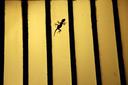 Gecko's silhouette  の写真素材