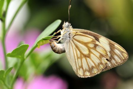 Butterfly laying eggs on a leafの写真素材