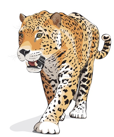 wild cat Panther. Vector illustrationのイラスト素材