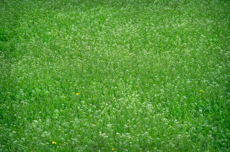 Field of Capsella bursa-pastoris, or other name shepherd's-purse in early spring.