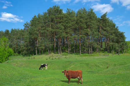 Two cows grazing on a lush, green meadow in early spring.の写真素材