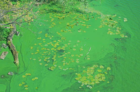 Algae blooms in stagnant backwaters due to emission of phosphates