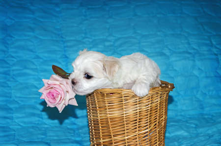 Puppy breed maltese lapdog sits in wicker basket and sniffing roseの写真素材