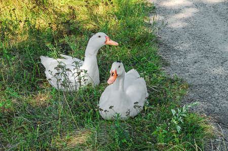 A pair of ducks sitting on the grass by the roadside sunny August dayの写真素材