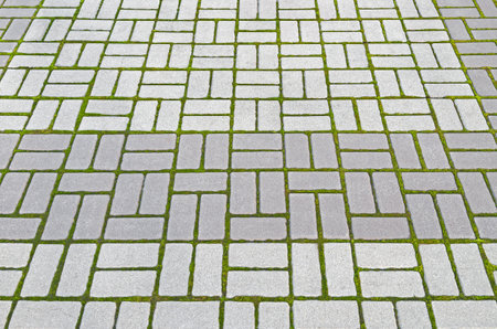Photo (not a computer rendering) of paving slabs sprouted green moss from excessive moistureの写真素材