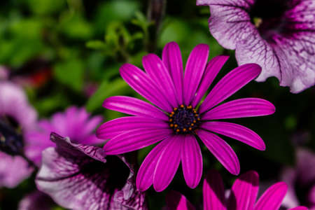 Purple daisy flower on the flower bed.