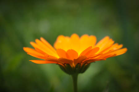 Beautiful orange gerbera in summer on the flowerbed.の写真素材