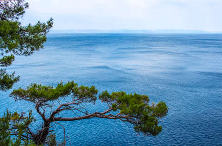 Adriatic sea, ship and the pine branch in Croatia, Makarska town.の写真素材