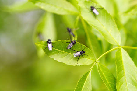 Flies sitting on the leaves の写真素材