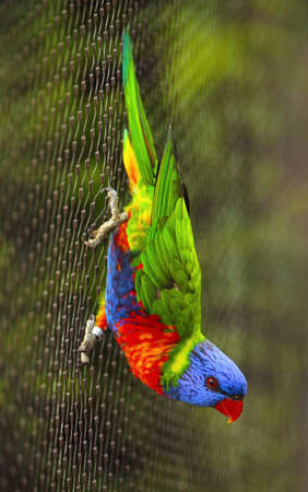 Sunset Lorikeet 