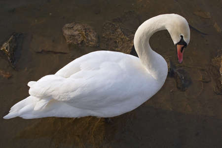Swan の写真素材