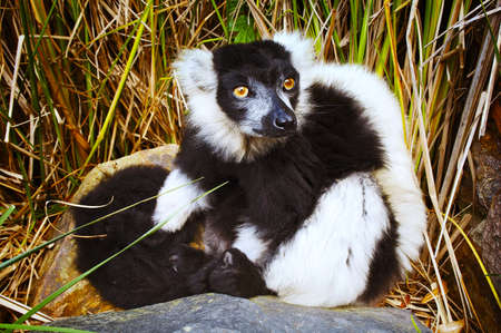 Ring-tailed lemur 
