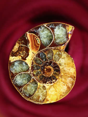 The amonit fossil-stone on a dark red background の写真素材