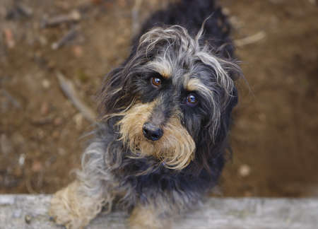Coarse haired dachshund 