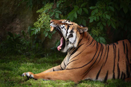 Sumatran tiger の写真素材