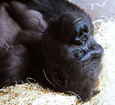 The portrait of a young gorilla ape