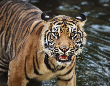 Sumatran tiger cub in the streamの写真素材