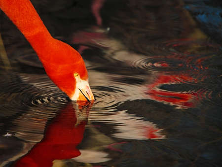Cuban flamingo  Phoenicopterus ruber ruber   in bathの写真素材