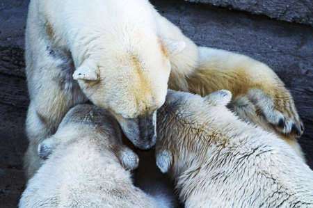 Polar bear mother with two cubs feedingの写真素材