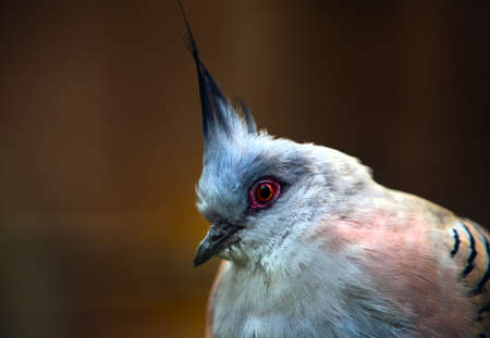 The Crested Pigeon, commonly known as the Top Notch Pigeon