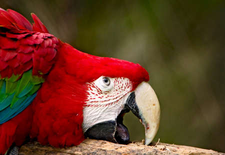 The portrait of a Green winged macaw parrotの写真素材
