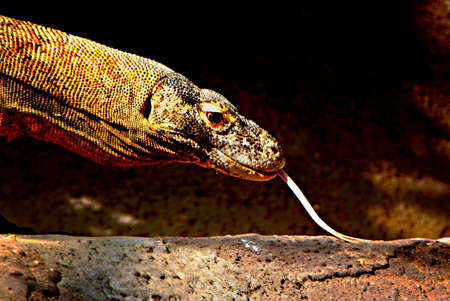 Komodo dragon  Varanus komodoensis , largest living species of lizardの写真素材
