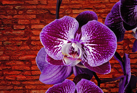 The violet orchids against a brick wallの写真素材