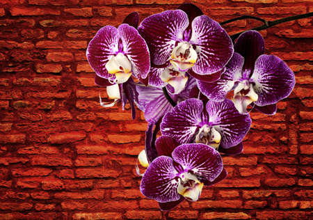 The violet orchids against a brick wallの写真素材