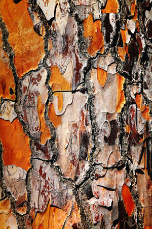 The thick, red brown and deeply fissured bark of Italian Stone Pineの写真素材