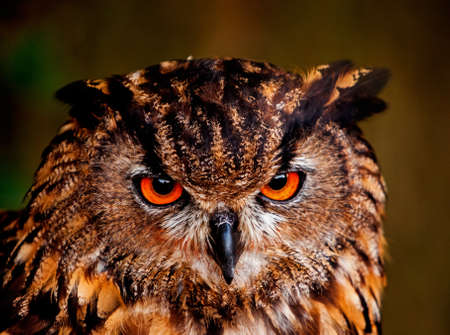 A portrait of an eagle owlの写真素材