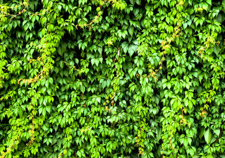 Green ivy on a wall of the house