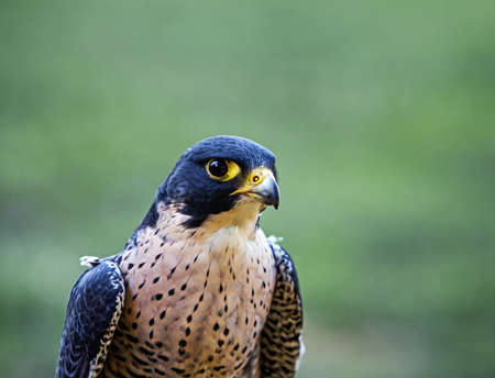 Closeup of the face of a Peregrine Falcon  Falco peregrinus の写真素材