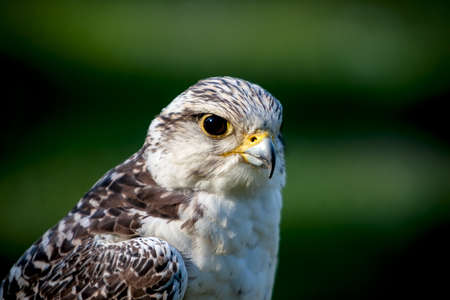 Close up of the face of a falconの写真素材