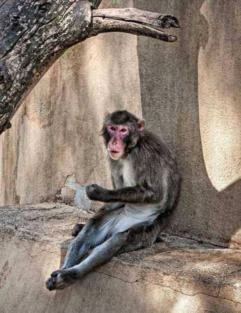 The resting Japanese macaque in ZOO penの写真素材