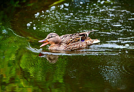 The mallard swimming and eating water plants and small animalsの写真素材