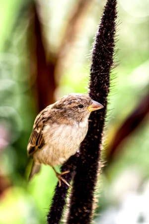Small sparrow eating grass seeds from earの写真素材
