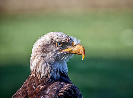 Bald Eagle Haliaeetus leucocephalus a bird of prey found in North America