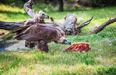 Two cinereous vultures Aegypius monachus by feedingの写真素材