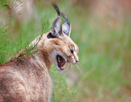 The portrait of Caracal snarlingの写真素材