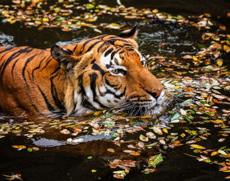 The young Sumatran tiger in the streamの写真素材
