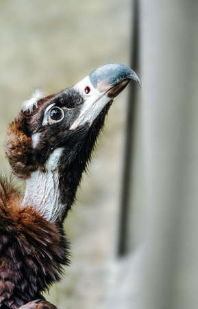 Portrait of cinereous vulture (Aegypius monachus)の写真素材