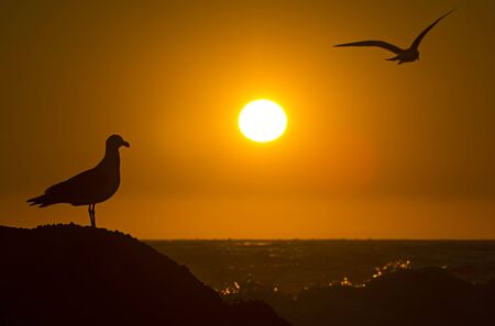 Seagull bird in sunset beach Reaca Vina del Marの写真素材