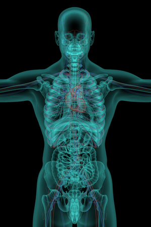 Human body with circulatory system in x-ray viewの写真素材