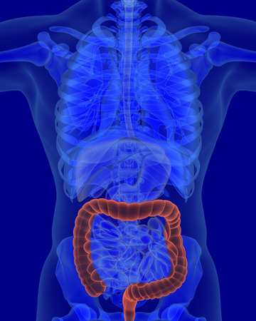 anatomy of human colon with digestive organs in x-ray viewの写真素材