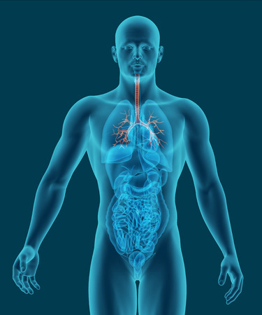 Human body x-ray scan with visible trachea and bronchi 3d renderの写真素材